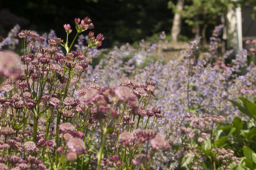 Engelse bloemenborder te Kapellen