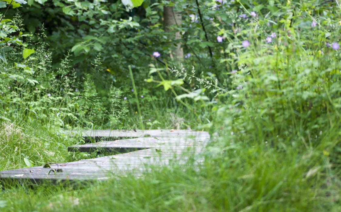 Biodiversiteit, tuin, tuinaanleg, ecologische tuin, ecotuin, verwilderde tuin, wilde tuin, knuppelpad, natuurlijke tuin, aanleg tuin, tuinarchitectuur, tuinarchitect